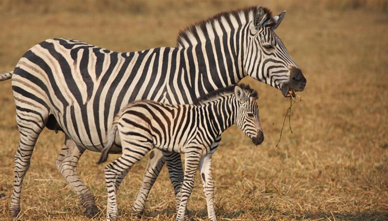 Le zebre e il loro mondo a strisce